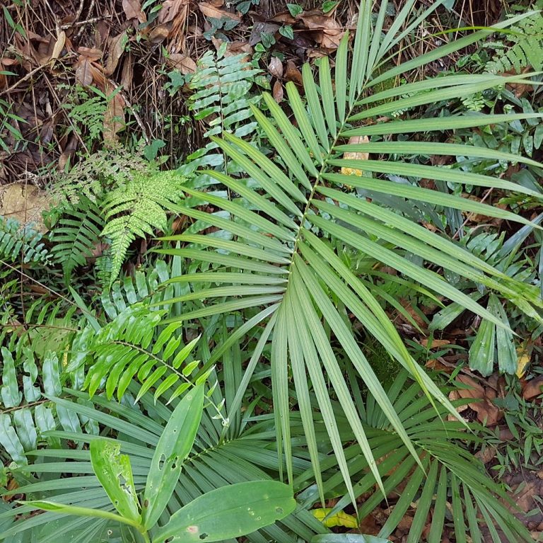 The Differences Between Cane and Rattan Explained